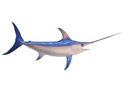 Swordfish